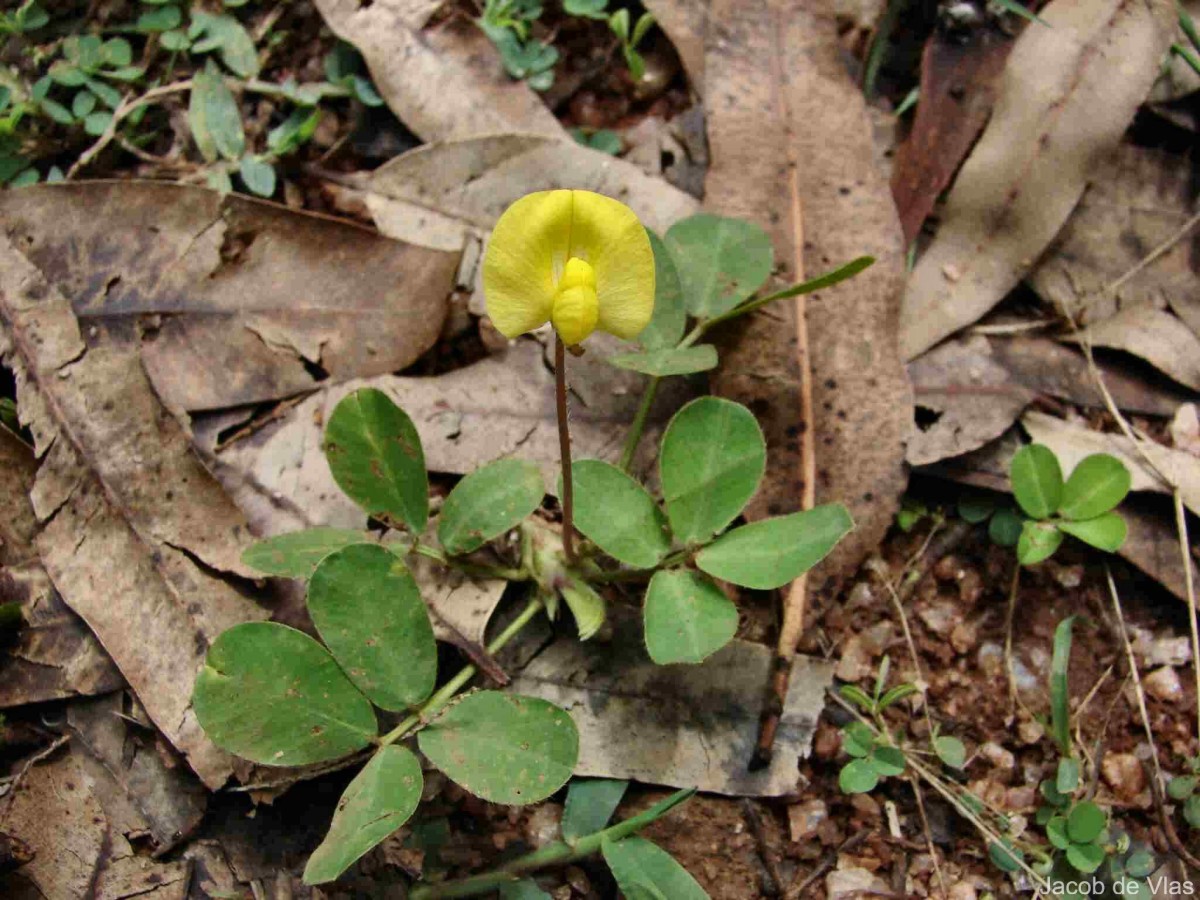 Arachis pintoi Krapov. & W.C.Greg.